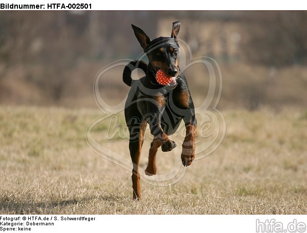 Dobermann / doberman pinscher / HTFA-002501