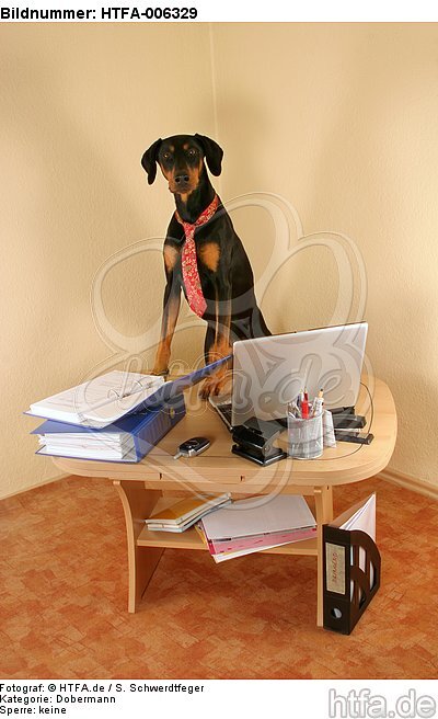 Dobermann / doberman pinscher / HTFA-006329