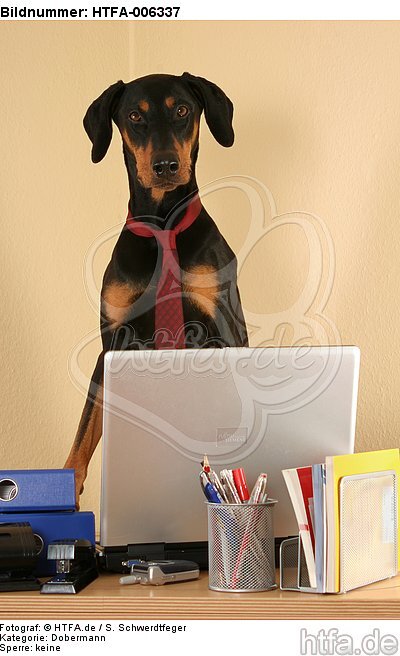 Dobermann / doberman pinscher / HTFA-006337