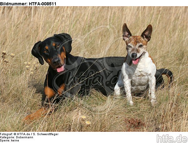 Dobermann und Jack Russell Terrier / doberman pinscher and jrt / HTFA-008511