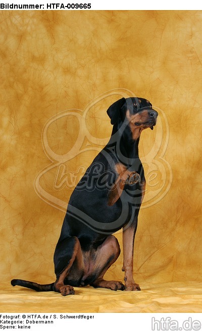 Dobermann gibt Pfötchen / Doberman Pinscher gives paw / HTFA-009665