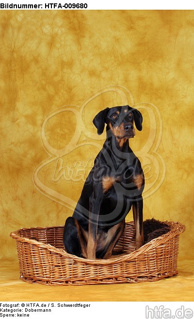 Dobermann im Körbchen / Doberman Pinscher in basket / HTFA-009680