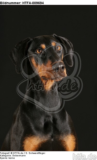 Dobermann Portrait / Doberman Pinscher Portrait / HTFA-009694