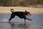 Dobermann / doberman pinscher