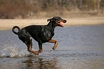 Dobermann / doberman pinscher