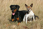 Dobermann und Jack Russell Terrier / doberman pinscher and jrt