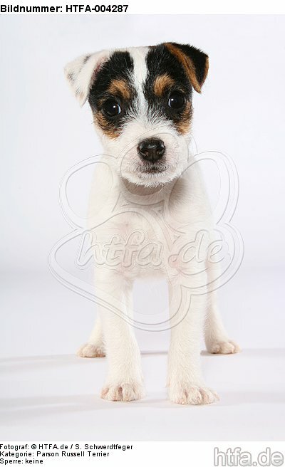 Parson Russell Terrier Welpe / parson russell terrier puppy / HTFA-004287