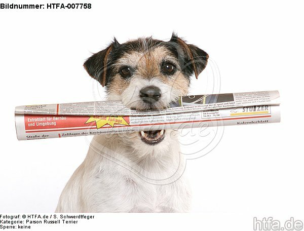 Parson Russell Terrier / HTFA-007758