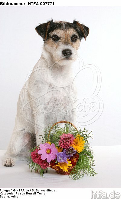 Parson Russell Terrier / HTFA-007771