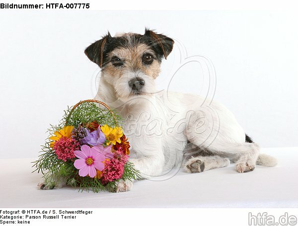Parson Russell Terrier / HTFA-007775