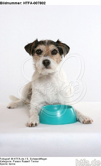 Parson Russell Terrier / HTFA-007802