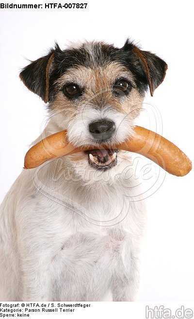 Parson Russell Terrier / HTFA-007827