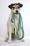 Parson Russell Terrier