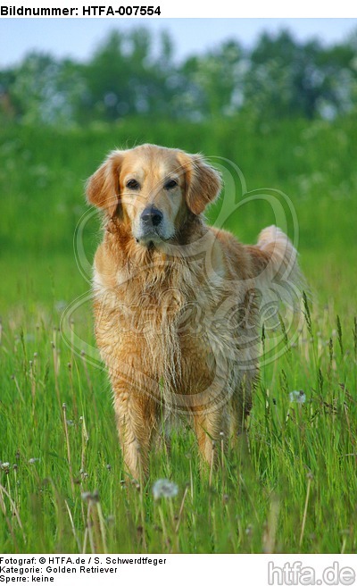 Golden Retriever / HTFA-007554