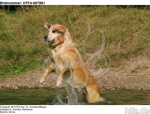 Golden Retriever / HTFA-007561