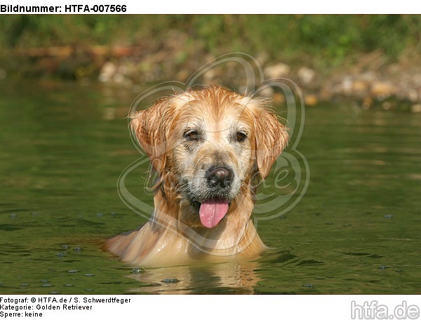 Golden Retriever / HTFA-007566