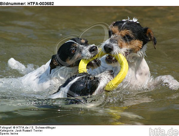 Jack und Parson Russell Terrier / Jack and Parson Russell Terrier / HTFA-003682
