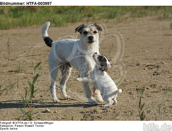 Parson Russell Terrier / HTFA-003997