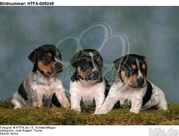 Jack Russell Terrier Welpen / jack russell terrier puppies / HTFA-005249