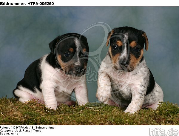 Jack Russell Terrier Welpen / jack russell terrier puppies / HTFA-005250