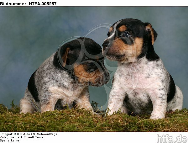 Jack Russell Terrier Welpen / jack russell terrier puppies / HTFA-005257