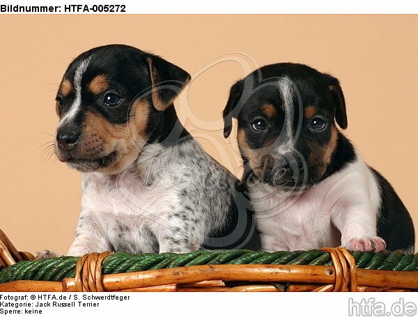 Jack Russell Terrier Welpen / jack russell terrier puppies / HTFA-005272