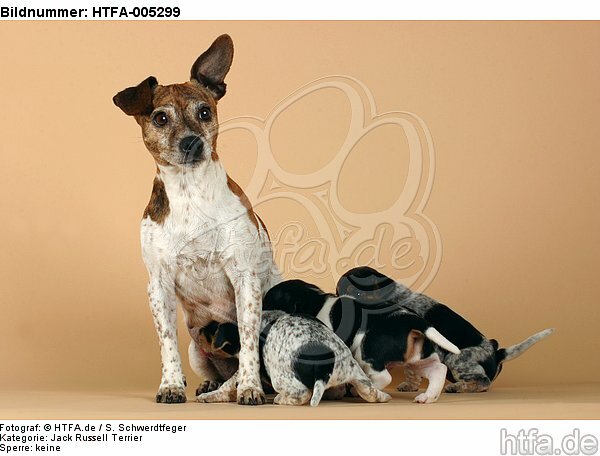 Jack Russell Terrier / HTFA-005299