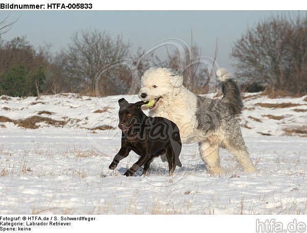 Labrador Retriever / HTFA-005833