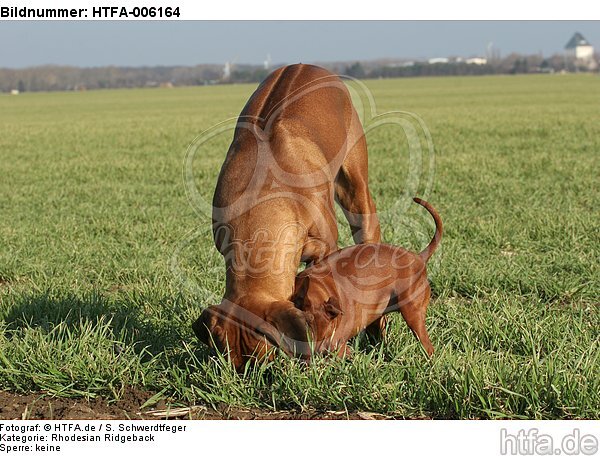 Ridgeback Ridgeback und Rehpinscher / ridgeback ridgeback and miniature pinscher / HTFA-006164