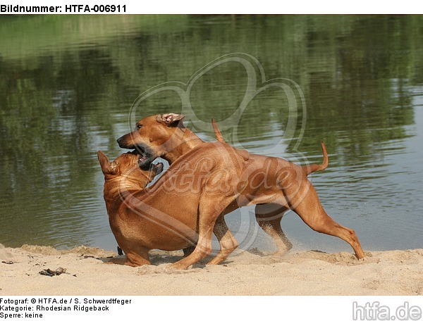 Rhodesian Ridgebacks / HTFA-006911