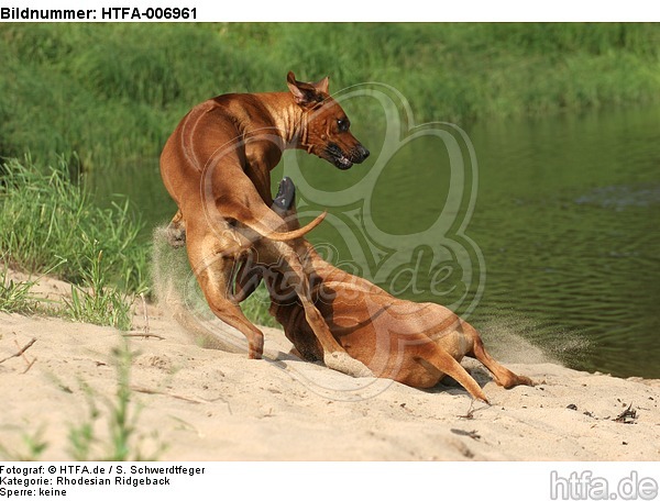 Rhodesian Ridgebacks / HTFA-006961