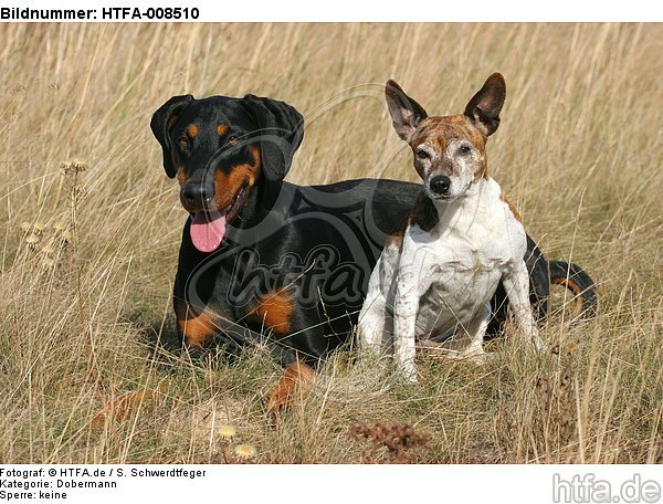 Dobermann und Jack Russell Terrier / doberman pinscher and jrt / HTFA-008510