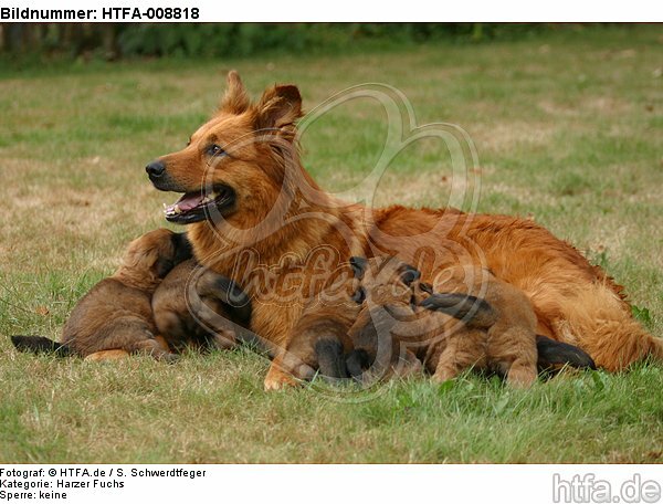Harzer Fuchs mit Welpen / Harzer Fuchs with babys / HTFA-008818