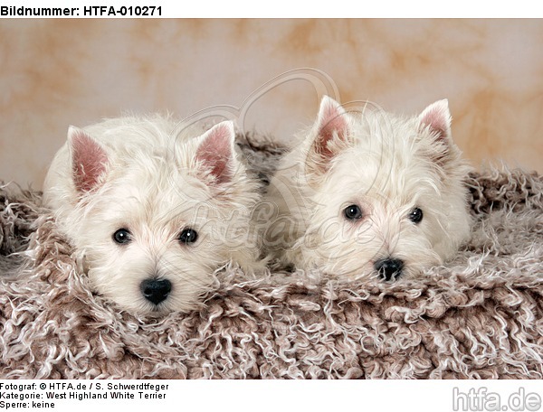 liegender West Highland White Terrier Welpe / lying West Highland White Terrier Puppy / HTFA-010271