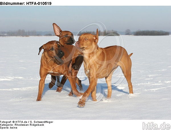 3 Rhodesian Ridgebacks im Schnee / 3 Rhodesian Ridgebacks in snow / HTFA-010519