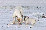 spielender American Staffordshire Terrier und Jack Russell Terrier / playing american staffordshire terrier and jrt