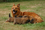 Harzer Fuchs mit Welpen / Harzer Fuchs with babys