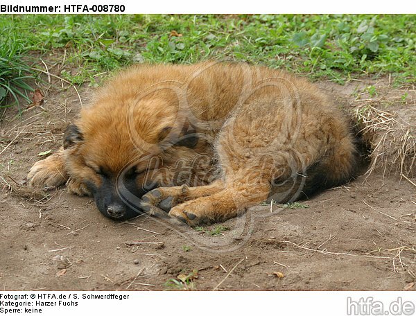 schlafender Harzer Fuchs Welpe / sleeping Harzer Fuchs puppy / HTFA-008780