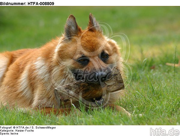 Harzer Fuchs mit Holz / Harzer Fuchs with stick / HTFA-008809