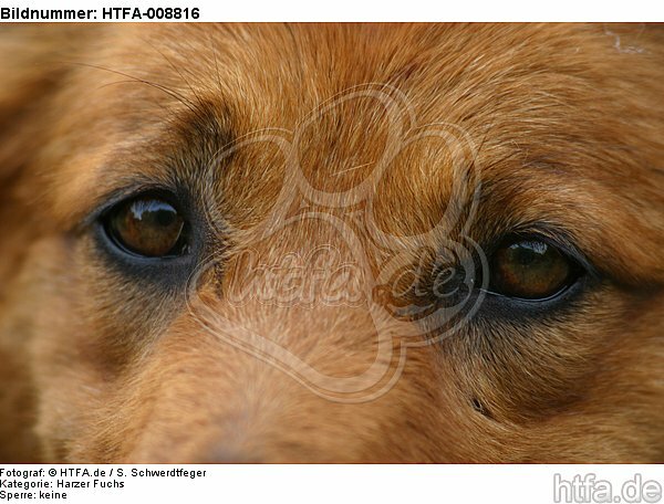 Harzer Fuchs Augen / Harzer Fuchs eyes / HTFA-008816