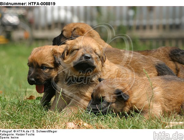 Harzer Fuchs Welpen / Harzer Fuchs puppies / HTFA-008819