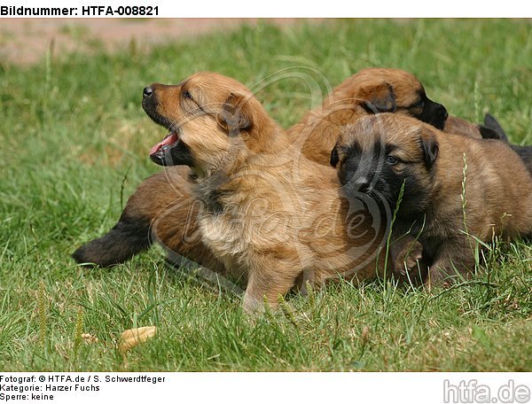 Harzer Fuchs Welpen / Harzer Fuchs puppies / HTFA-008821