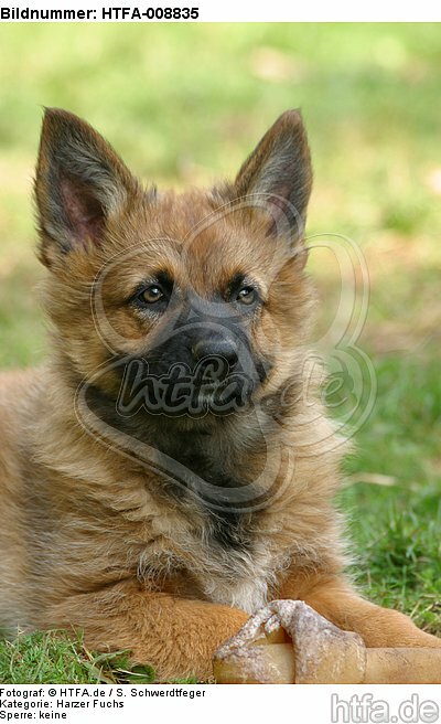 Harzer Fuchs Welpe / Harzer Fuchs puppy / HTFA-008835