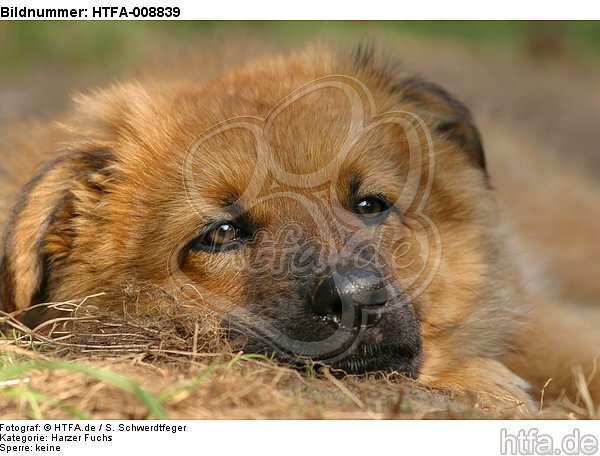 Harzer Fuchs Welpe / Harzer Fuchs puppy / HTFA-008839