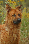 Harzer Fuchs Portrait