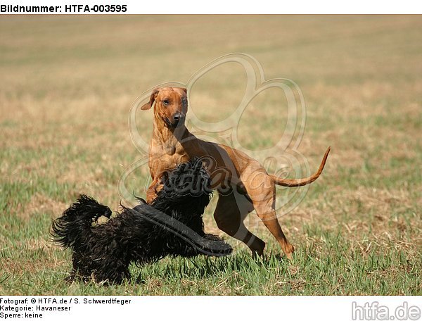 Havaneser und Rhodesian Ridgeback / Havaneser and Rhodesian Ridgeback / HTFA-003595