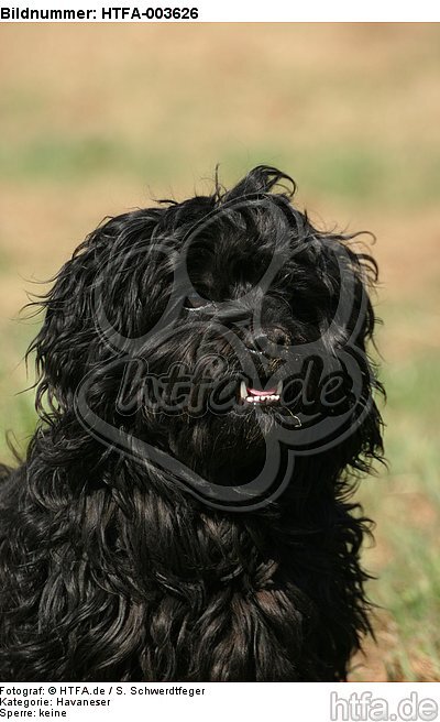 Havaneser / Havanese / HTFA-003626