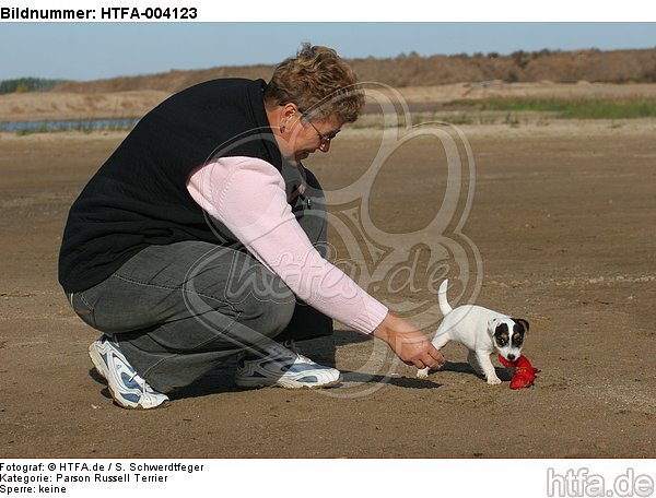 Parson Russell Terrier Welpe / parson russell terrier puppy / HTFA-004123