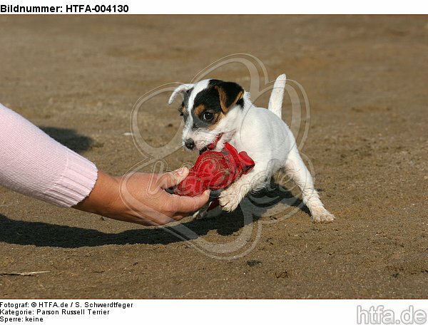 Parson Russell Terrier Welpe / parson russell terrier puppy / HTFA-004130