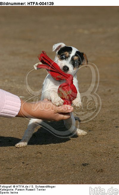 Parson Russell Terrier Welpe / parson russell terrier puppy / HTFA-004139